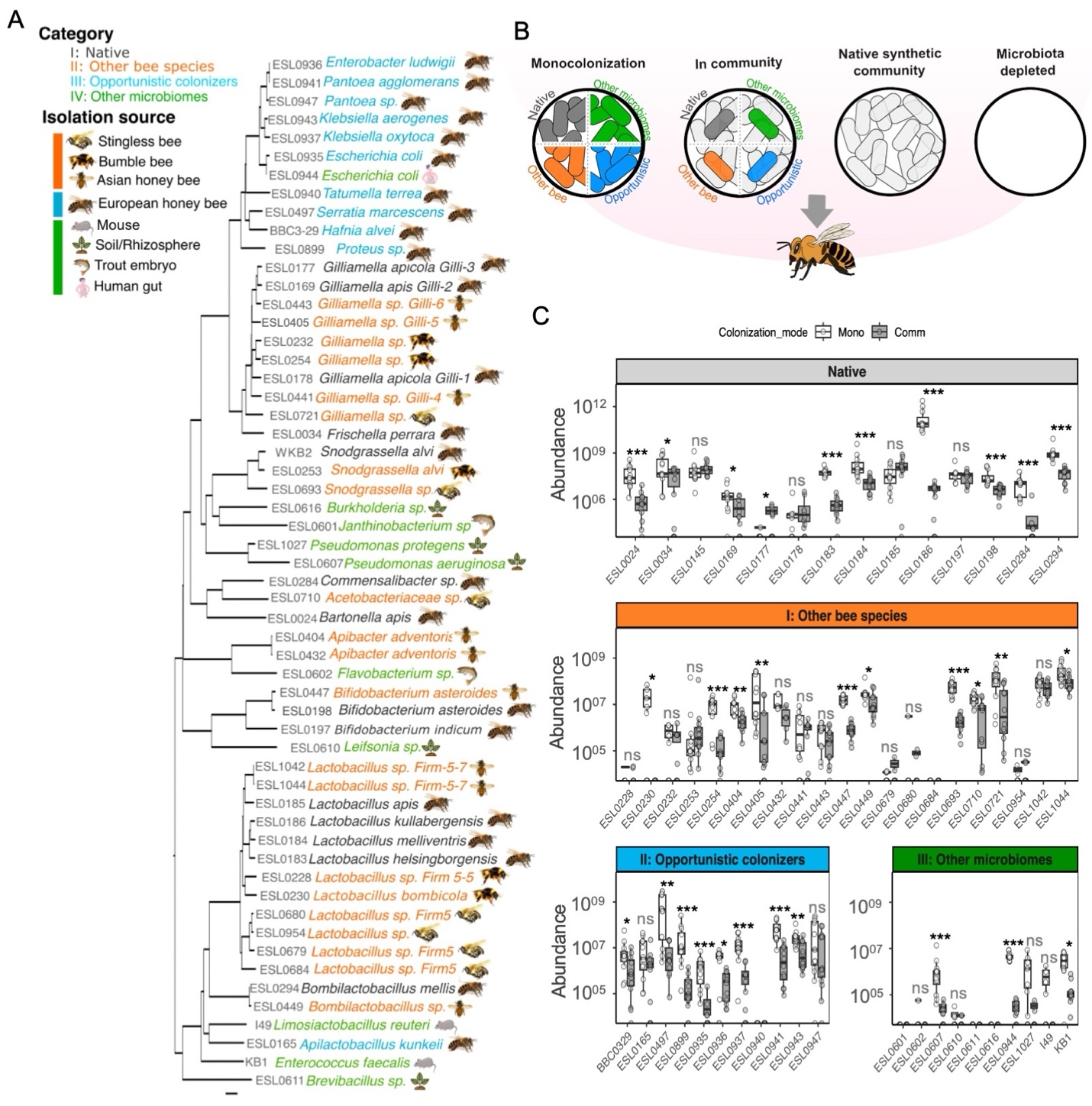 Bacterial colonization efficiency of the honey bee gut in monocolonization or in the presence of a native community. A. Phylogenetic tree of the 56 bacterial species and strains tested for colonization of the honey bee gut. The tree was inferred with OrthoFinder using the STAG algorithm51. Scale bar = 0.09 substitutions per site. B. Schematic outline of the in vivo experiment to estimate colonization levels of strains categorized as Native (n=14), Other bee species (n=21), Opportunistic colonizers (n=11) and Other microbiomes (n=10). For every colonization experiment a microbiota-depleted (MD) and a native synthetic community (SC) control was included (Figure S1). C. Absolute bacterial loads in the gut for all strains in monocolonization (Mono) or community (Comm), measured seven days post-inoculation. Group differences in population size were evaluated with a Kruskal-Wallis test (multiple groups), followed by pairwise Wilcoxon rank-sum tests with Benjamini-Hochberg FDR correction. The p-values were adjusted using FDR method. Significance labels shown as p<=0.05: , p=<=0.01: , p<=0.001: , ns: not significant. Per strain 12 bees from three independent experimental replicates conducted with bees from different colonies were analyzed.
