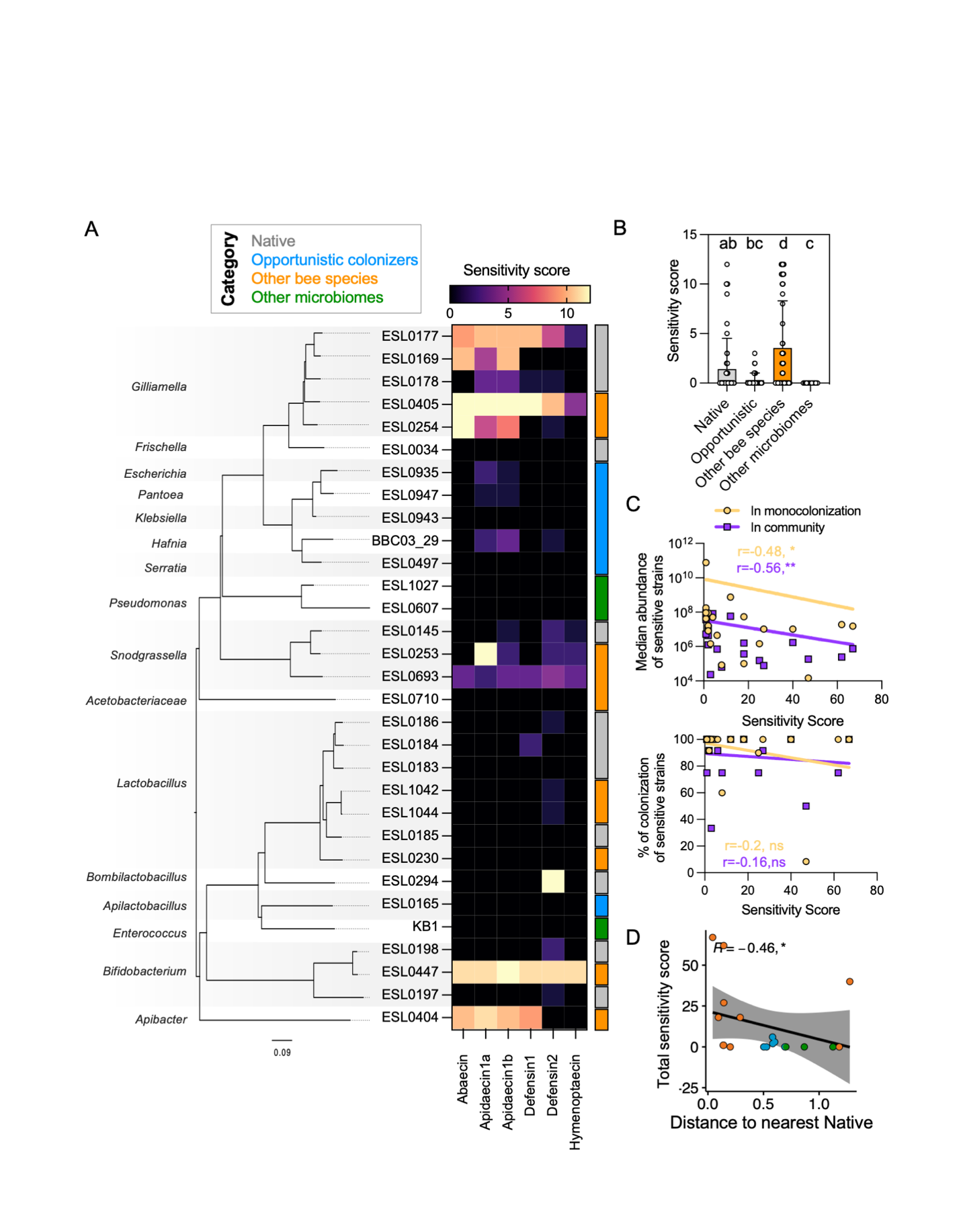 Sensibility of native and non-native strains to host AMPs. A. On the left: phylogenetic tree of strains tested for AMP sensitivity inferred by OrthoFinder using the STAG algorithm51. On the right: Heatmap of the sensitivity score for a subset of strains in all four categories. Growth curves were performed with 12 dilution series for each peptide that ranged from 100 ug/ml to 0.0487 ug/ml. Experiments were performed in triplicates. Sensitivity score ranged from 0 (not significant growth defects) to 12 (significant growth defects in the lowest concentration). See Material and Methods for details. Supplementary File S6, Figures S9-S14. B. Sensitivity scores per isolation category. Different lowercase letters indicate significant differences based on Kruskal-Wallis rank test with p-values FDR-corrected for multiple comparisons. C. Upper panel shows the correlation between the median abundance and the total sensitivity score of each strain in monocolonization (yellow) and in the presence of the native community (purple). Lower panel shows the same but for the percent of colonization success. D. The total sensitive score was calculated as the sum of the individual sensitivity scores for each tested peptide. R depicts the Spearman correlation coefficient values. Significant labels: p<=0.01:**, p<=0.05:*. Data points are colored by category according to color-code in panel A.