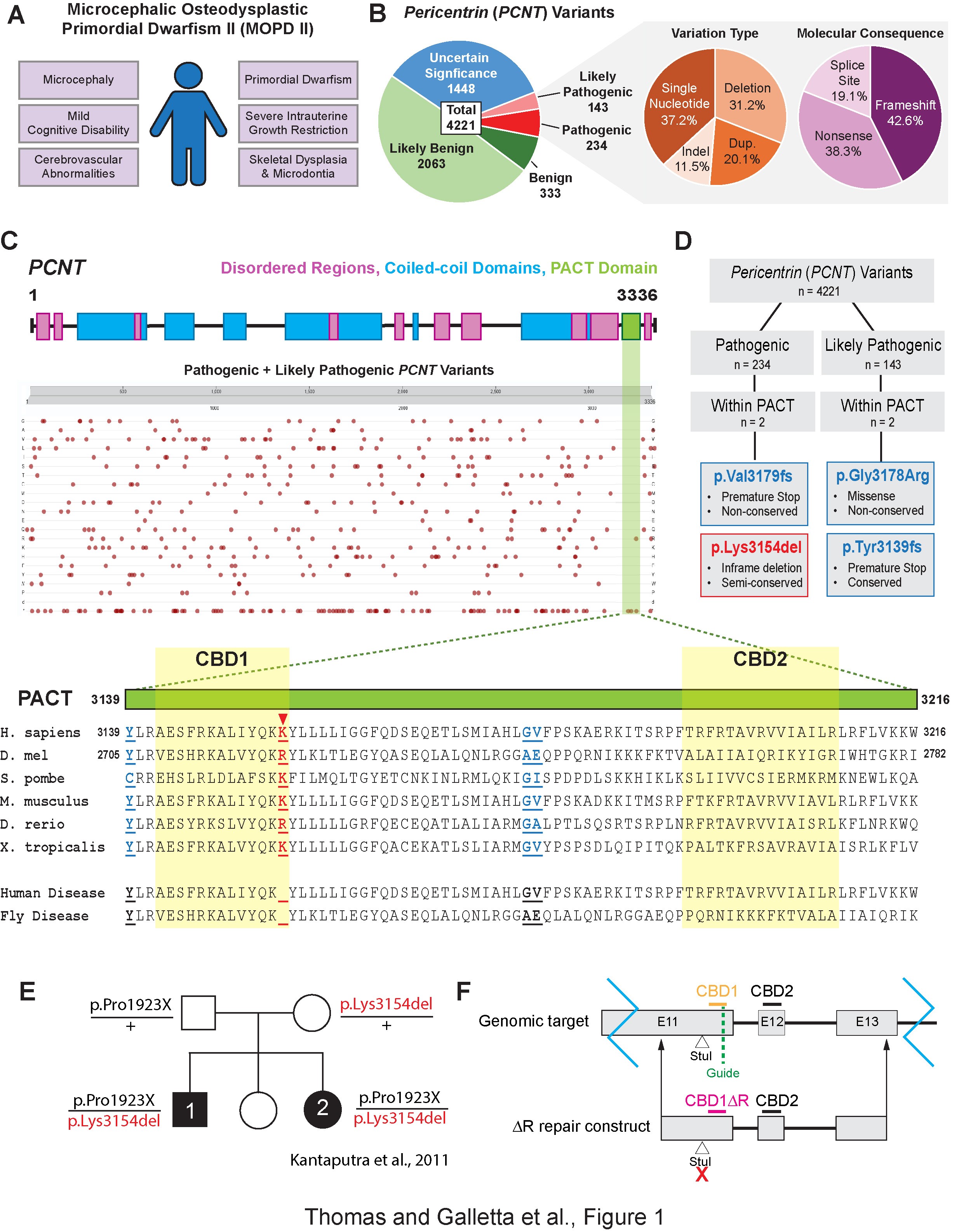 PCNT p.Lys3514del is a rare variant linked to MOPD II. A. Common clinical phenotypes of MOPD II. B. All reported PCNT variants categorized according to effect on human health. Pathogenic/Likely Pathogenic variants additionally categorized by variation type and molecular consequence. C. PCNT schematic highlighting the relative locations of disordered regions (pink), the PACT domain (green), and coiled-coil domains (blue). Pathogenic or likely pathogenic variants in PCNT are denoted in red dots by relative position (x-axis) and molecular change (y-axis; Rows 1-20: missense mutations by amino acid; Row 21: large deletions (d); Row 22: single amino acid deletions/frameshifts/premature stop codons (*)). Image is a screenshot from UniProt website (Gene ID: O96513 PCNT_HUMAN, “Variant viewer” tab. Enlarged PACT domain schematic scaled to align with evolutionary comparison of amino acid sequence with Human PCNT^ΔK3154 and Drosophila Plp^ΔR2720 disease variant sequences denoted. Red arrowhead: conserved residue of interest, Lys3154. Blue: non-conserved variant residues. D. Flow chart of PCNT variant selection based on pathogenicity, location of variant within PACT domain, molecular consequence, and conservation. E. Pedigree of the family carrying the human PCNT variant, PCNT^ΔK3154 (Kantaputra et al., 2011; Kantaputra et al., 2004). F. Schematic of the generation of Plp^ΔR2720 using CRISPR. The top line represents the fly genome with E11, E12 and E13 being the last exons of the RF isoform of Plp. Calmodulin binding sites – CBD1, CBD2. The location of the guide RNA for cutting is indicated. The bottom line is the Plp^ΔR2720 repair construct that removes R2720 and introduces a silent change within a StuI site that was used for PCR-based screening.