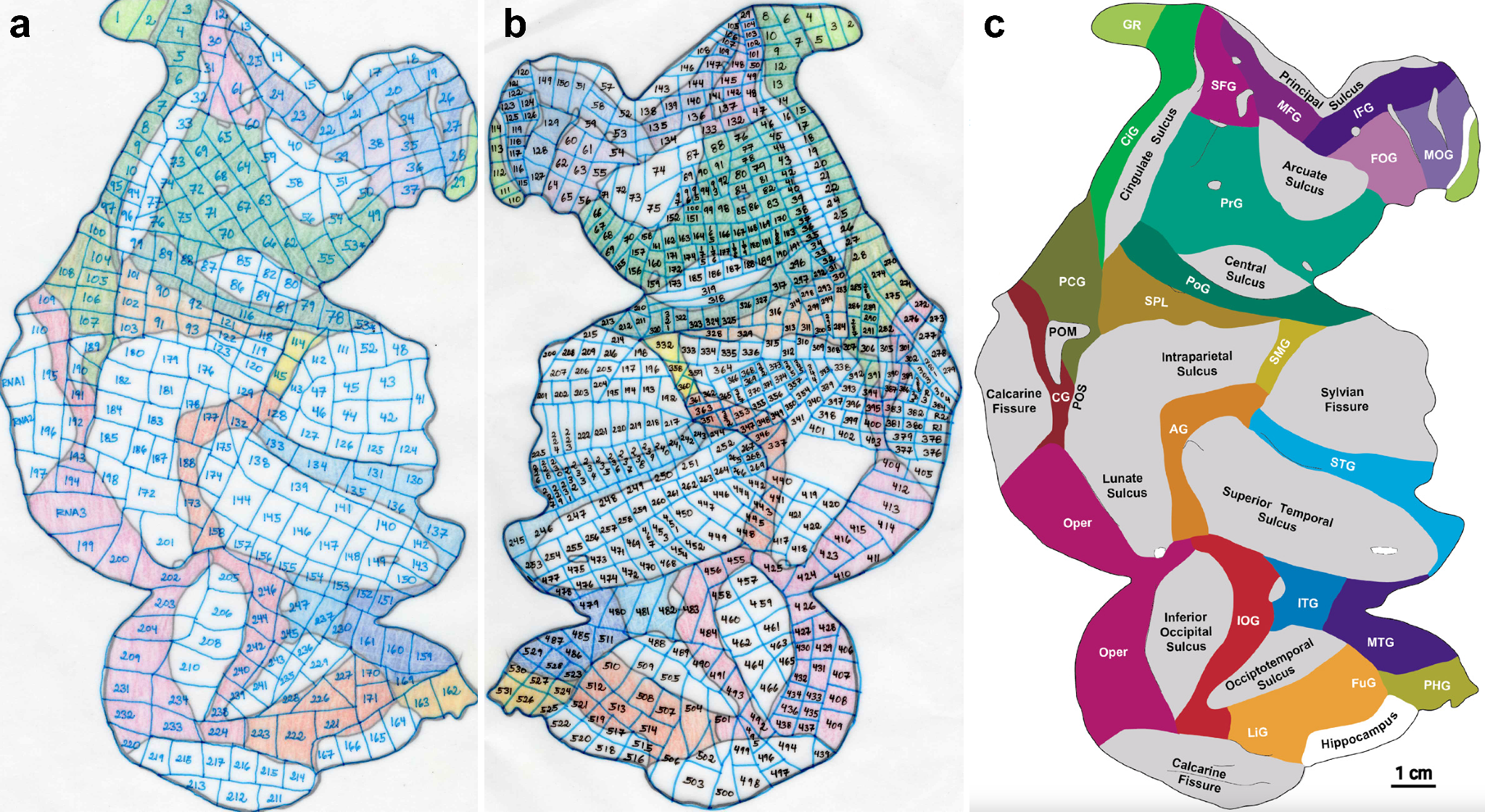 Spatial maps created by projecting metabolomic canonical scores (V) and proteomic canonical scores (U) from sr-sCCA onto cortical spatial coordinates. (a) Spatial maps for the first component’s metabolomic (V1) and proteomic (U1) scores in A26. (b) Third component (V3/U3) in A26. © First component in A27. (d) Third component in A27. (e) A27-derived sr-sCCA canonical vectors for component 1 projected onto A26 data. (f) Component 3 projected onto A26 data.