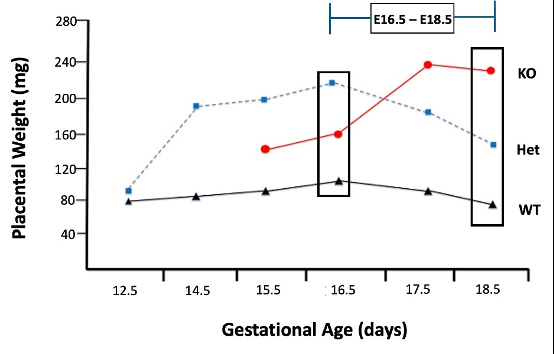Figure 1: Growth trajectories of placentas from Plac-1 mutants compared to WT placentas. Placental weights were determined throughout gestation representing WT, X^m^X, and KO mice and presented in graphical form summarizing previously published data [6]. Each point represents the mean of age-specific samples for each genotype (n = 1-10 per data point). WT and KO data include both male and female placentas.