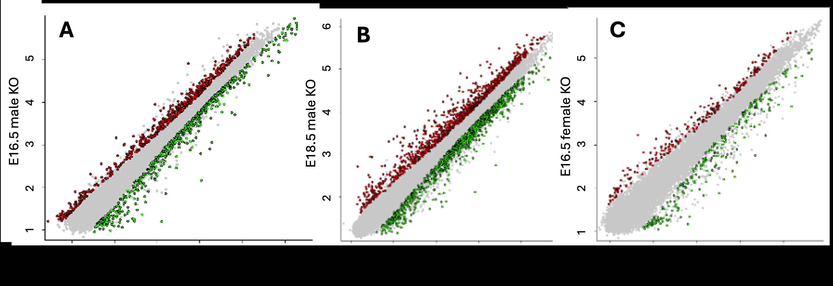 Figure 3: KO vs WT scatter plots by age and sex. Pairwise scatter plots compare KO (yaxis) versus WT (xaxis) log₁₀ expression within (A) E16.5 males (replicate means), (B) E18.5 males (replicate means), and © E16.5 females. Single female samples are shown for descriptive purposes only. No statistical or comparative conclusions were drawn due to lack of biological replication. Each point represents a gene/probe; the diagonal line indicates y = x (equal expression in KO and WT). Red points represent upregulated genes in the KO; green points represent downregulated genes in the KO; grey points represent no significant dysregulation, based on ≥1.5fold change and FDR < 0.05.