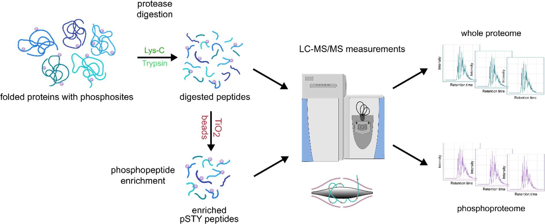 Figure 1: Phosphoproteomic workflow: After lysis, proteins were digested to subsequently enrich their phosphopeptides (pSTY refers to phosphorylation on serine, threonine, and tyrosine) before being measured on a mass spectrometer.