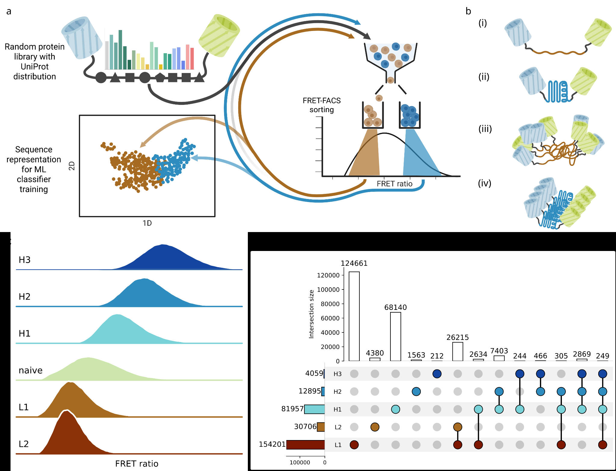 Figure 1: Screening strategy, proximity biosensor detection scenarios and profiles of populations selected from random protein library (a) Random protein library with UniProt amino acid composition fused to FRET pair is expressed in E. coli and sorted for FRET ratio signal in multiple rounds. The library is sequenced after each round and the data are used to train a machine learning classifier. (b) FRET-based proximity biosensor reports intramolecular distance of the donor and the acceptor, (i) and (ii), and intermolecular distances in oligomers, (iii) and (iv). © Flow cytometry profiles of the subpopulations, recorded after the sorting campaign with projection of FRET ratio signal (L1 and L2 - two rounds of low FRET sorting; H1, H2 and H3 - three rounds of high FRET sorting; naive - pre-selection library). (d) Proportions and intersections of the sorted populations. The populations were filtered based on read counts from next-generation sequencing (Methods).