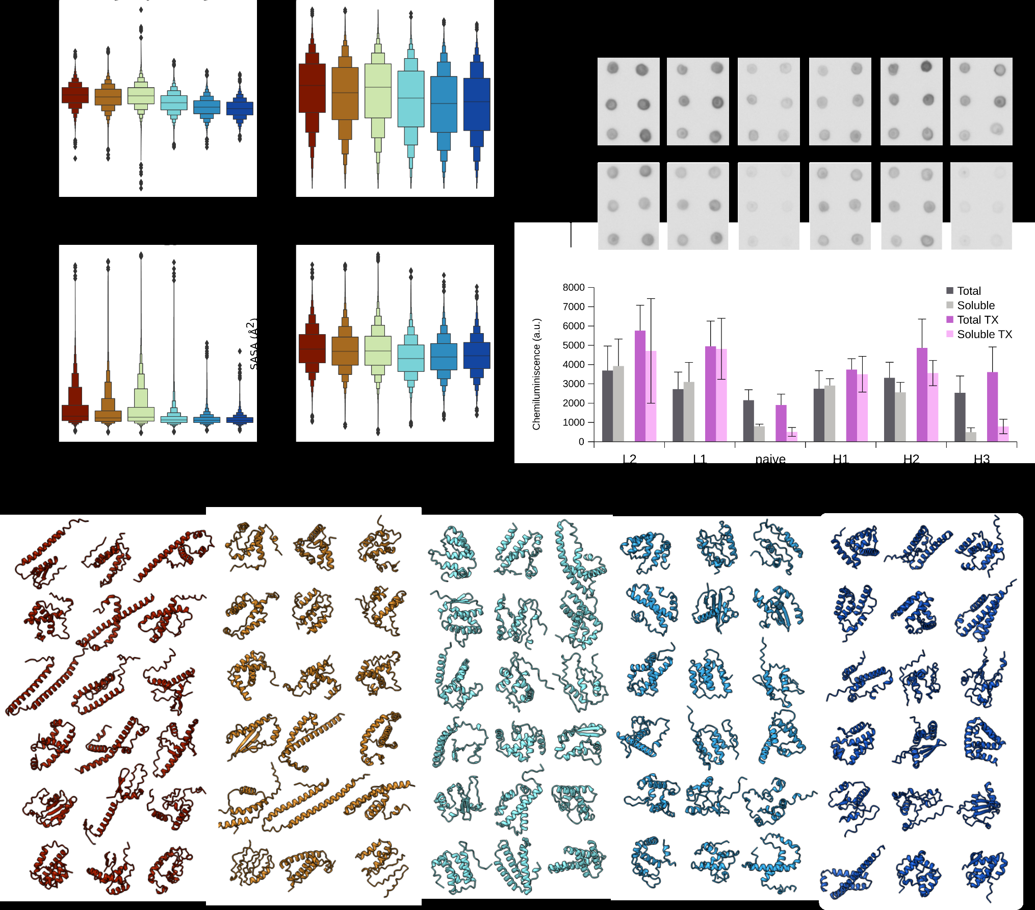 Figure 2: Predicted properties and experimental solubility assessment of FRET-FACS selected populations. (a) Attributes of sequences selected in FRET-FACS experiment (L2 - dark burgundy, L1 - light brown, sage - naive library, H1 - cyan, H2 - blue, H3 - dark blue). Average hydrophobicity is based on the Kyte-Doolittle scale, and structural features were extracted from ESMFold prediction by DSSP (helix - proportion of summed α-helix (H), 3₁₀-helix (G), π-helix (I); Radius of gyration (Å); SASA - solvent accessible surface area). The populations were filtered based on NGS read counts (see Methods, Data Filtering & Dataset selection) (b) Solubility of populations expressed with FLAG-tag fusion in a cell-free system and the effect of Triton X-100. The content of the total and soluble fractions was evaluated by dot-blot assay. © ESMFold predicted structures of the 18 most abundant variants from each subpopulation.