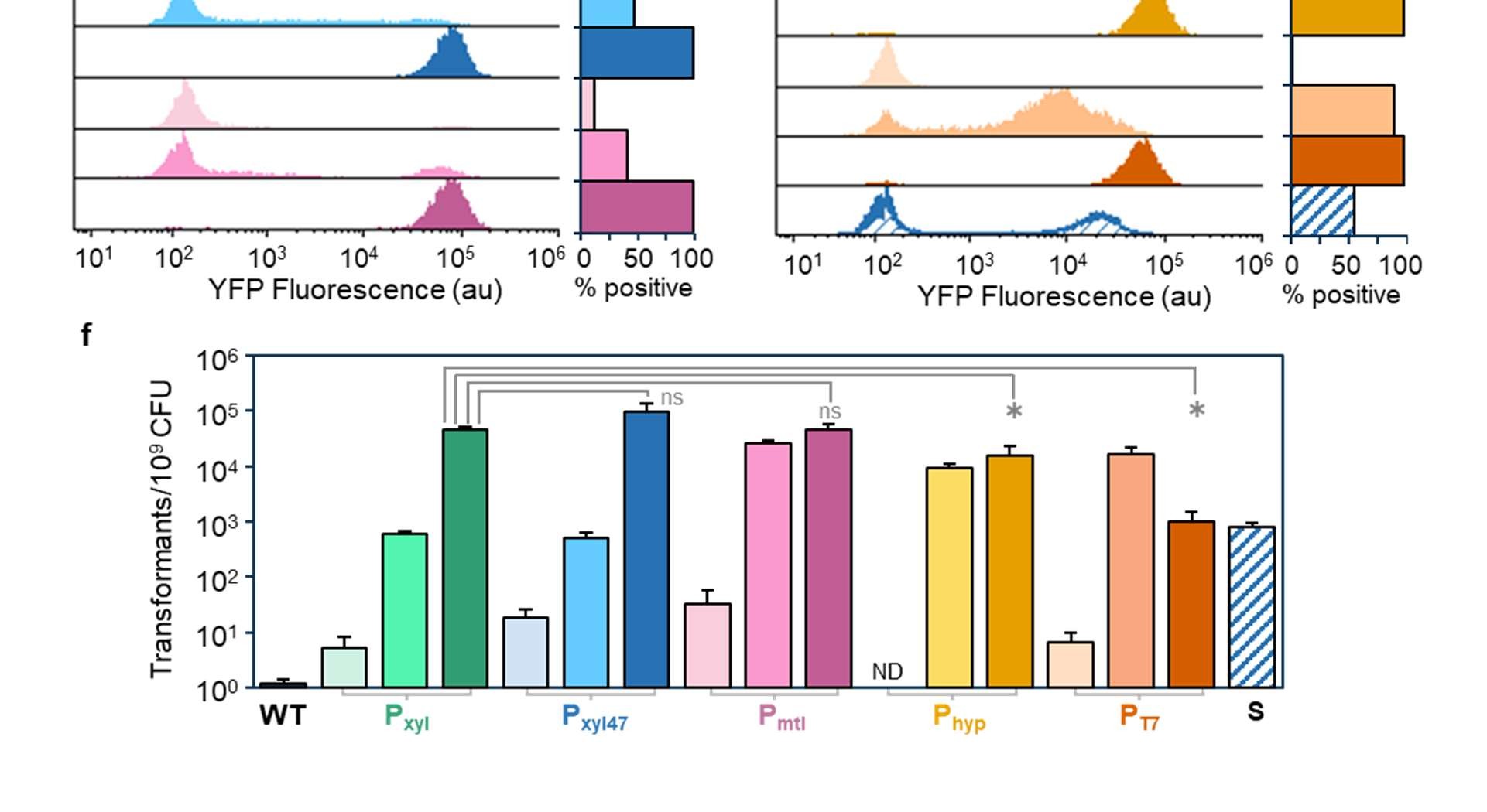 Figure 4: Optimized competence protocol improves transformation capacity and simplifies relationship with competence reporter. a) Effect of cell concentration on transformation in P xyl - comK strain after 2 h of pre-culture. b) Transformation efficiencies resulting from different preculture lengths. Highlighted conditions are carried over to subsequent figures. c) Effect of induction length on transformation after 3 h of pre-culture. d) Effect of recovery length on transformation after 3 h of pre-culture and 2 h induction duration. e) Dose response curve for P xyl - comK under optimized protocol conditions. The orange line corresponds to transformants/mL of P xyl - comK under the original protocol with 0.0625% xylose. f) Correlation between transformation frequency and normalized fluorescence per OD~600~ at time of recovery for the original and optimized protocols. g) Correlation between transformation frequency and percent of the population with competence reporter activity 3 h after induction. h) Schematic comparison of the original and optimized protocol step lengths.