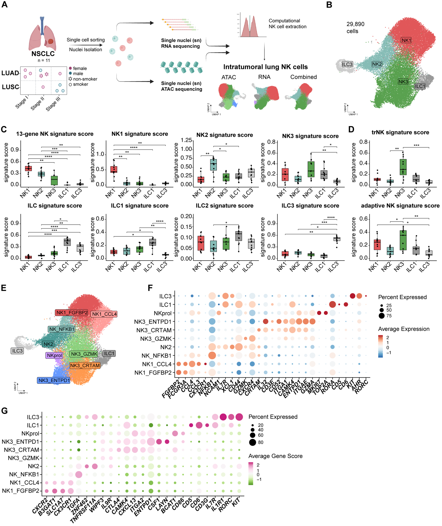 Figure 1: Natural Killer (NK) cells from human lung cancer exhibit substantial heterogeneity. (A) Study overview and patient classification. Single cells were sorted from resected lung tumor tissues (n = 11), nuclei were isolated to perform single-nucleus RNA (snRNA) and single-nucleus ATAC (snATAC) sequencing using the 10x Multiome kit. Natural killer (NK) cells were extracted, ATAC and RNA Uniform Manifold Approximations and Projections (UMAPs) were clustered and integrated, leading to a final combined UMAP (Graphics created using BioRender.com (142)). (B) UMAP representation of combined ATAC and RNA information using WNN integration. Coarse clustering is shown. (C and D) Box and Whisker plots representing U cell scores for published NK(11–13, 31) and ILC (30) signatures across coarse NK cell clusters. Individual data points correspond to median scores per sample . (E) UMAP showing identified fine clusters of NK cells. (F and G) Dotplot showing column-scaled gene expression and gene scores of indicated genes. Data are based on single-cell analysis from n = 11 patient samples. Statistics in © and (D): non-parametric Kruskal-Wallis test with post-hoc Dunn’s test, adjusted P value. (*P < 0.05, **P < 0.01, ***P < 0.001, ****P < 0.0001)