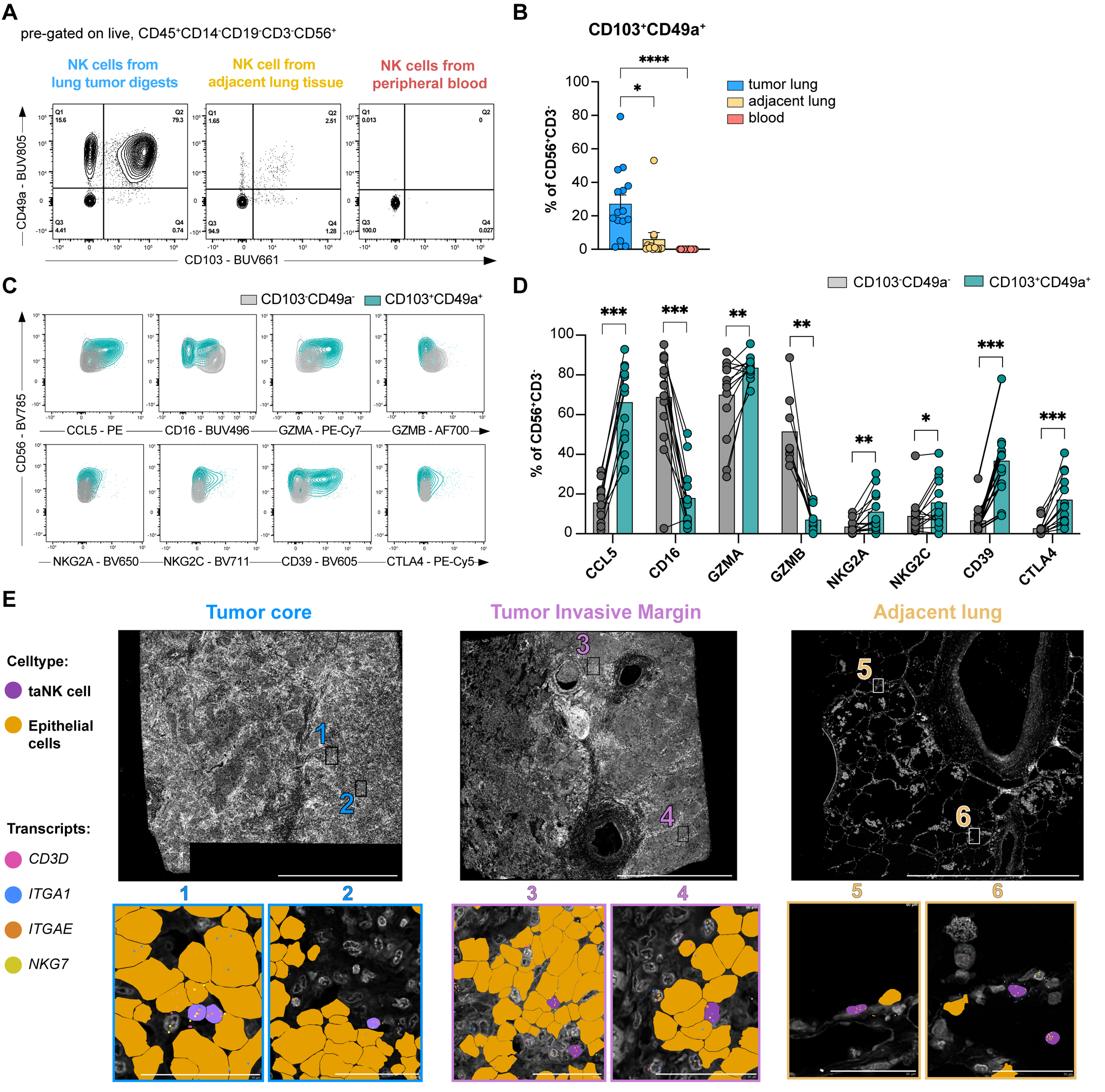 Figure 3: Multiplexed profiling validates the identity of tumor-associated NK cells. (A) Representative contour plots showing CD103 and CD49a protein expression in NK cells from lung tumor, adjacent lung and periphery. (B) Frequency (mean ± SEM) of CD103+CD49a+ NK cells in tumor lung and adjacent lung quantified using flow cytometry. (tumor lung: n = 15, adjacent lung: n = 13, blood: n = 12) © Representative contour plots of indicated proteins in NK cells from tumor digests comparing CD103+CD49a+ NK cells (petrol) and CD103-CD49a- NK cells (grey). (D) Barplots showing the mean frequencies of indicated proteins comparing CD103+CD49a+ NK cells (petrol) and CD103-CD49a- NK cells (grey) from tumor lung. (n = 14). (E) Representative 10X Xenium images of tumor core, invasive margin, and adjacent lung tissue from one lung adenocarcinoma (LUAD) patient (LuT-722). Panels show DAPI staining (grey) with cell-type masks indicating tumor-associated NK (taNK) cells (purple) and epithelial cells (yellow). Zoomed-in regions (1-6) illustrate the co-localization of ITGAE, ITGA1, and NKG7 transcripts within taNK cells. CD3D (pink) was utilized to verify the exclusion of T cell contamination. Scale bars: Overview: 2 mm; Zoom-ins: 50 μm. Each dot in (B) and (D) represents an individual sample, and data were analyzed using (B) Kruskal-Wallis test with post-hoc Dunn’s multiple comparison and (D) paired Wilcoxon signed-rank. *P < 0.05, **P < 0.01, ***P < 0.001, ****P < 0.0001
