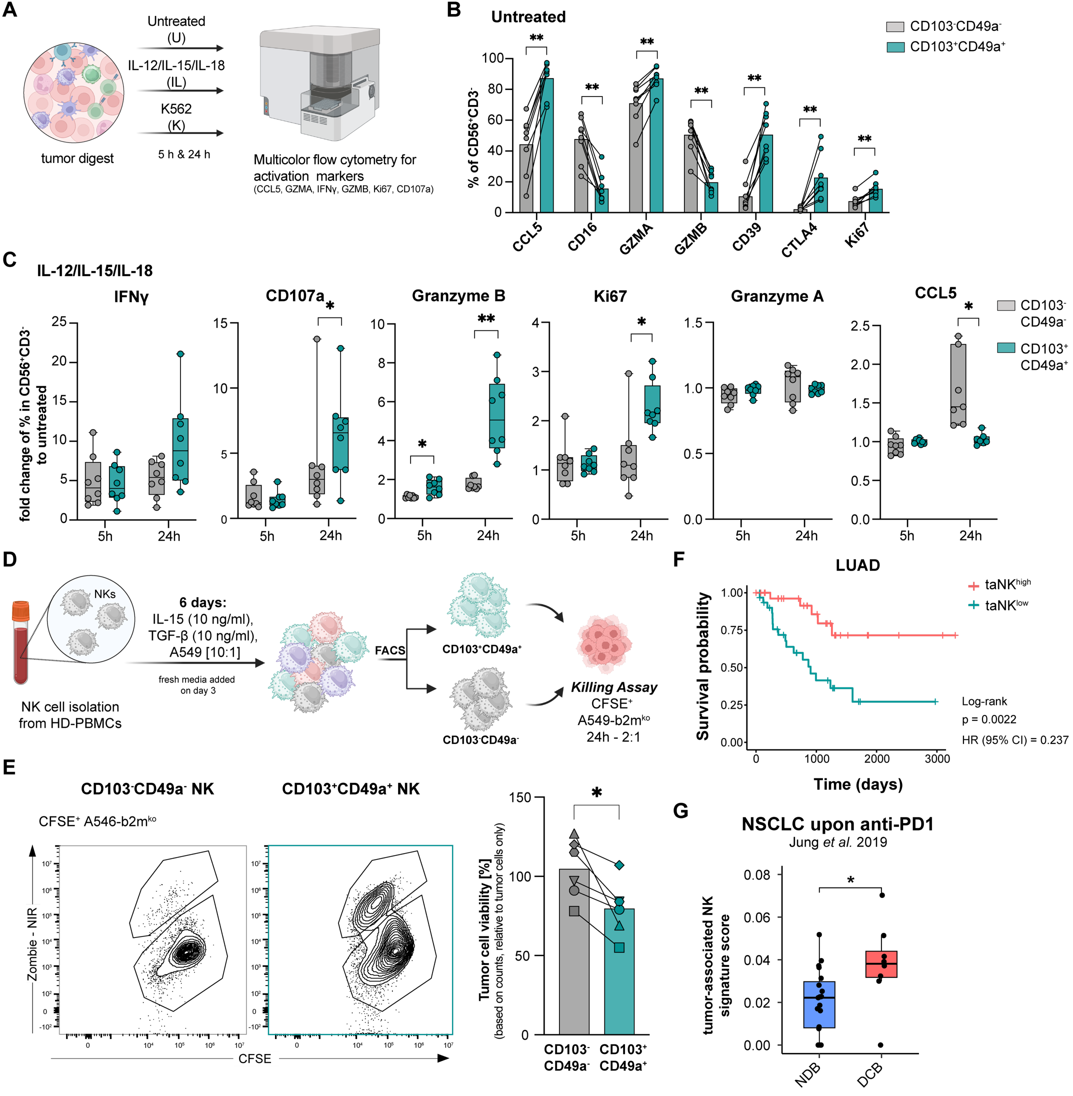 Figure 4: Functional profiling reveals a robust effector identity and enhanced cytotoxicity of tumor-associated NK cells. (A) Schematic respresentation of functional assays (Graphics created with BioRender.com (143)). (B) Barplots showing mean frequencies of indicated protein expressions comparing CD103+CD49a+ with CD103-CD49a- NK cells from lung tumor digests after 5 hours incubation, kept untreated (n = 8). © Fold change in percentage of indicated markers in CD103+CD49a+ (petrol) and CD103-CD49a- NK cells (grey), relative to untreated, from lung tumors upon IL-12/IL-15/IL-18 for 5 or 24 hours. (5 h: n = 8, 24 h: n = 8). (D) Schematic representation of killing assays (Graphics created with BioRender.com (144)). (E) Representative contour plots of ZombieNIR+ CFSE+ A549-b2mko following 24 hours co-culture with either sorted CD103-CD49a- or CD103+CD49a+ NK cells from the in vitro taNK platform (left). Tumor cell viability was determined by absolute counts and normalized to tumor cell only, comparing CD103-CD49a- with CD103+CD49a+ NK cells from the in vitro taNK platform (n = 6). (F) Kaplan-Maier curve showing the effect of tumor-associated NK cells on overall survival in lung adenocarcinoma (LUAD), (ta = tumor-associated, taNKhigh: top 25%, taNKlow: bottom 25%). (G) Boxplots showing UCell signature score for tumor-associated NK cells in non-small cell lung cancer (NSCLC) upon anti-PD1 treatment grouped by response (NDB: no durable benefit, n = 17; DCB: durable clinical benefit, n = 8). Data were analyzed using [(B), © and (E)] paired Wilcoxon signed-rank test, (F) log-rank test, (G) Wilcoxon signed-rank test. *P < 0.05, **P < 0.01, ***P < 0.001, ****P < 0.0001