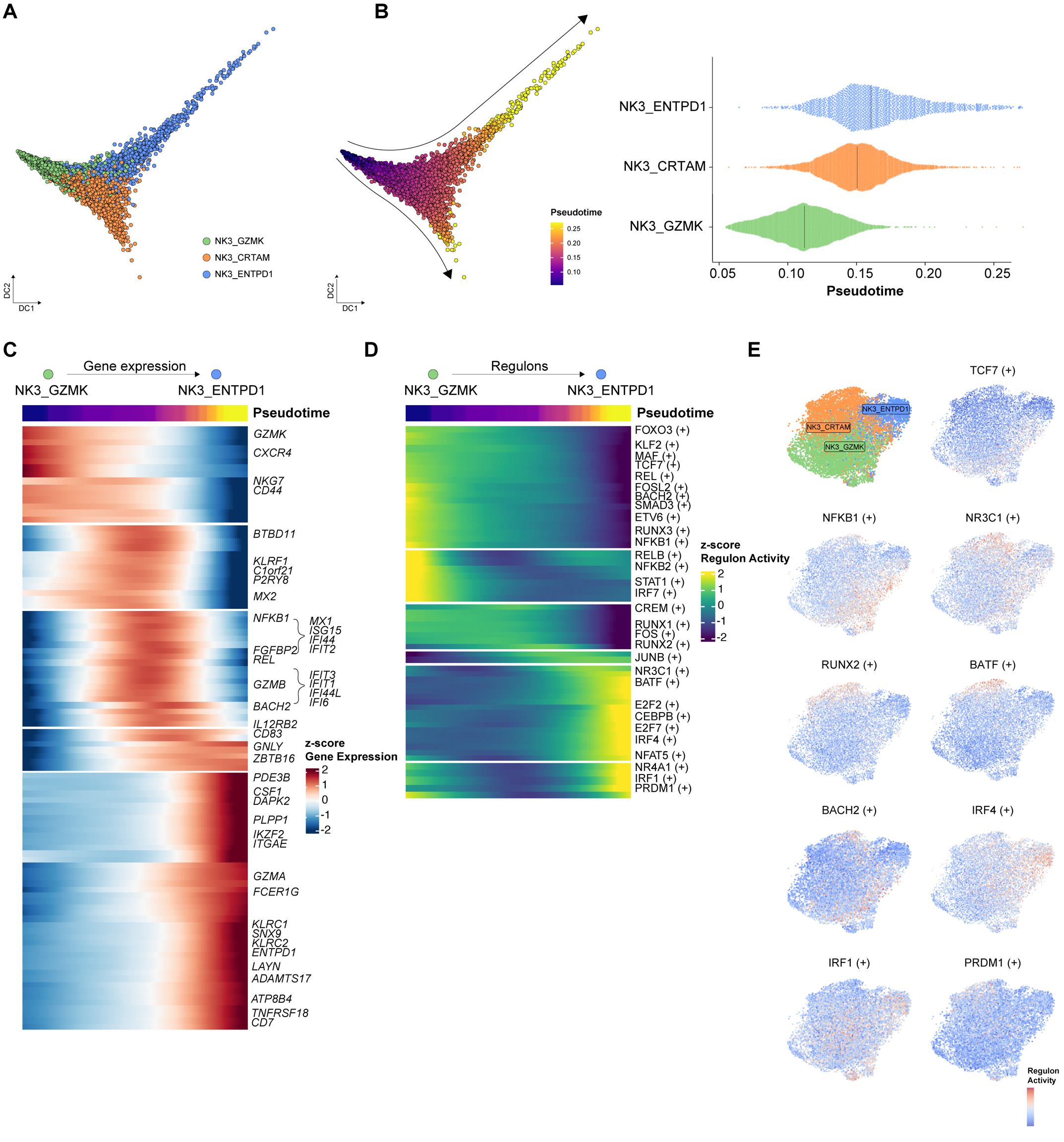 Figure 5: Trajectory analysis of NK3 subtypes identifies a bifurcated differentiation. (A) Diffusion map of single cell transcriptomes from NK3 cells, plotted along diffusion components DC1 and DC2. Cells colored by cluster (light green: NK3_GZMK; orange: NK3_CAMK4; blue: NK3_ENTPD1). (B) Pseudotime analysis of NK3 cells based on gene expression from RNA dataset illustrated using the diffusion-map approach (left) and group-wise stratification (right). © Dynamic heatmap showing the top 100 differentially expressed genes along the Pseudotime trajectory from NK3_GZMK to NK3_ENTPD1. Only a selection of genes displayed. (D) Dynamic heatmap showing enhancer-driven regulons, indicated by (+), along the Pseudotime trajectory from NK3_GZMK to NK3_ENTPD1. Only a selection of genes displayed. (E) UMAP displaying enhancer-driven regulons, indicated by (+), across different NK3 clusters.