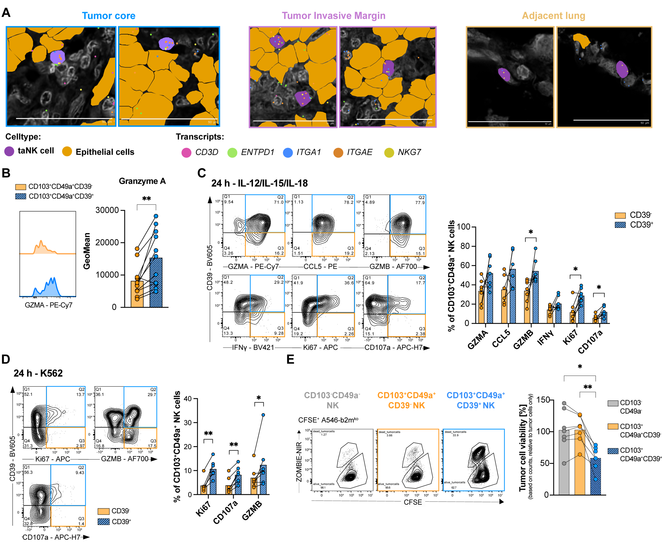 Figure 6: CD39+ tumor-associated NK cells display enhanced cytotoxicity. (A) Representative images from 10X Xenium experiment comparing tumor margin, core, and non-tumor areas highlighting taNK cells expressing ENTPD1 (green), ITGAE (orange), ITGA1 (blue), NKG7 (yellow). CD3D transcripts (pink) are also displayed. Scale bar: 50 µm (B) Representative histograms and barplot depicting the geometric mean of fluorescence intensity (GeoMean) of GZMA expression comparing CD103+CD49a+CD39+ (blue) with CD103+CD49+CD39- (orange) NK cells from non-small cell lung cancer (NSCLC) lesions (n = 11). (C and D) Representative contour plots and quantification of indicated effector and proliferation markers in CD39+ and CD39− subsets of CD103+CD49+ NK cells from non-small cell lung cancer (NSCLC) lesions following 25 hours stimulation with © IL-12/IL-15/IL-18 or (D) K562 for 24 hours (n = 7). (E) Representative plots of ZombieNIR+CFSE+ A549-b2mko tumor cells after 24 hours co-culture with sorted CD103-CD49a-, CD103+CD49a+CD39-, or CD103+CD49a+CD39+ NK cell from the in vitro taNK cell platform (left). Tumor cell viability was determined by absolute counts, normalized to a tumor-only control and represented as bar graphs (mean with individual samples) (n = 7). Data were analyzed by (B, C and D) paired Wilcoxon signed-rank test and (E) non-parametric paired Friedman test with Dunn’s multiple comparisons. *P < 0.05, **P < 0.01, ***P < 0.001, ****P < 0.0001
