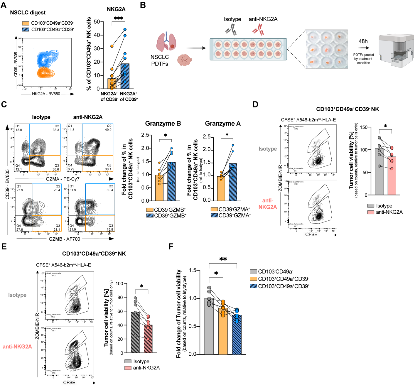 Figure 7: NKG2A blockade enhances the effector profile and cytotoxicity of CD39+ tumor-associated NK cells. (A) Representative flow cytometry plot and quantification of NKG2A expression on CD39+ versus CD39− subsets of CD103+CD49a+ NK cells from non-small cell lung cancer (NSCLC) digests (n=11). (B) Experimental workflow for the Patient-Derived Tumor Fragment (PDTF) assay and anti-NKG2A treatment. (Graphics created with Biorender.com (145)) © Representative contour plots and bar plots showing percentage of GZMB+ and GZMA+ populations co-expressing CD39 (dashed blue) and their CD39- counterparts (orange) in CD103+CD49a+ NK cells from PDTFs upon anti-NKG2A treatment for 48 hours illustrated as fold change to isotype control (n=7). (D and E) Representative flow cytometry plots and corresponding quantification of tumor cell viability (A549-b2mko-HLA-E) following co-culture with sorted (D) CD39− or (E) CD39+ in vitro induced taNK cells treated with isotype or anti-NKG2A. Tumor cell viability is illustrated as a percentage relative to the tumor cells only control (n = 6). (F) Mean fold change of tumor cell viability in anti-NKG2A-treated conditions relative to their respective isotype controls across indicated in vitro induced NK cell subsets (n = 6). Data were analyzed by [(A), ©, (D) and (E)] paired Wilcoxon signed-rank test, (F) non-parametric paired Friedman test with Dunn’s multiple comparisons. *P < 0.05, **P < 0.01, ***P < 0.001, ****P < 0.0001