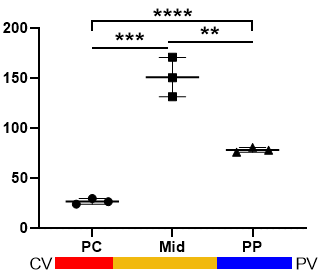 Figure 7: Schematic model depicting the adaptive response of mid-zone hepatocytes to acute liver injury, wherein activation of the Atf4-Ddit3 pathway upregulates Btg2 to induce transient cell cycle arrest, balancing survival and regeneration.