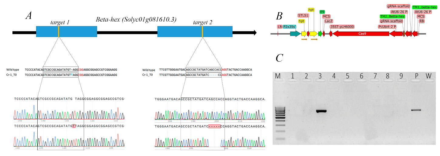 Figure 1: Vector construct structure and mutant variants in the resulting transgenic plants. A Location of sgRNAs in the β-hex gene, types of mutations produced, and Sanger sequencing chromatogram (PAM is shown in red and gRNAs are shown in boxes). B vector construction structure. C Presence of Cas9 construct in β-hexin/del plant genome as seen on agarose gel (M-DNA ladder (100bp-1000bp СИНТОЛ), 1-9 T0 plants, P positive control (plasmids), w –wild type).